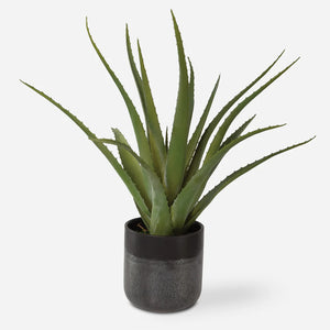 Plants