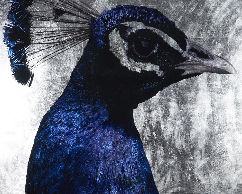 The Peacock - 48" X 72" - Charcoal Frame by Sunpan