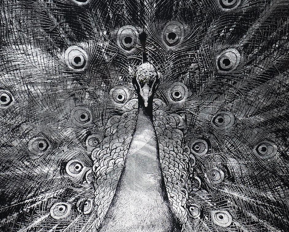 Silver Plumage - 72" X 48" - Charcoal Frame by Sunpan