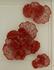 Flower Wall Art, Coral, Large by PHILLIPS COLLECTION