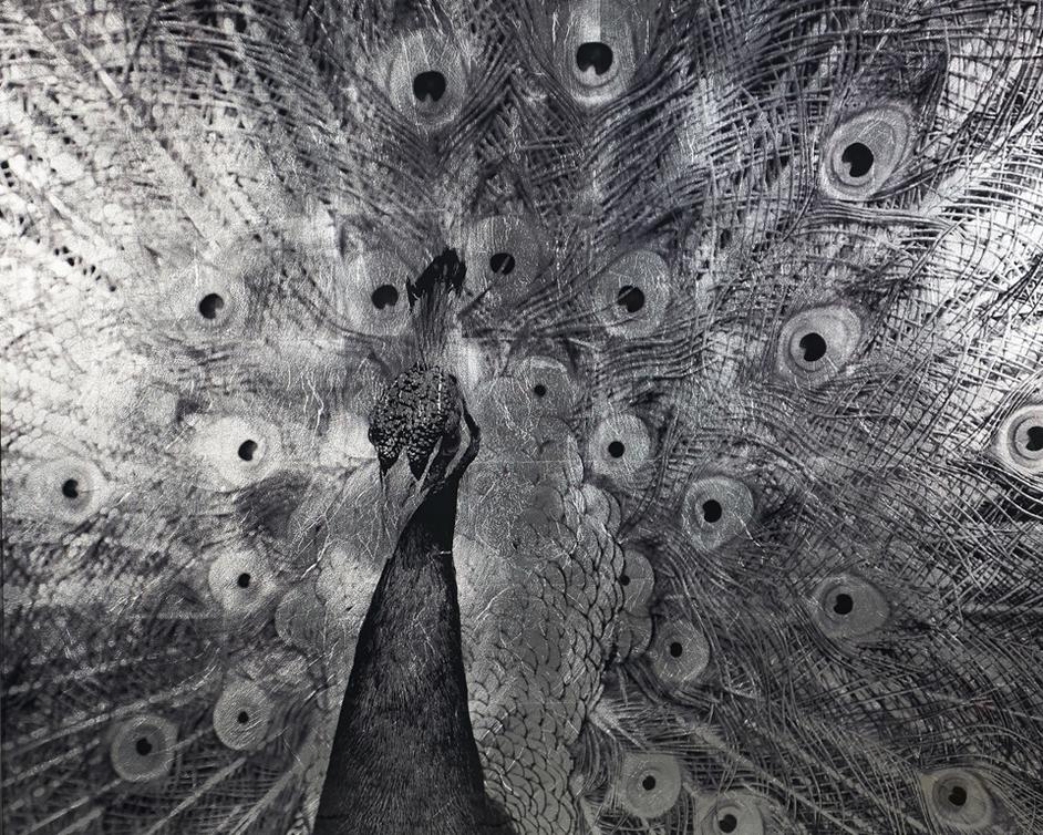 Courtship - 48" X 48" - Charcoal Frame by Sunpan