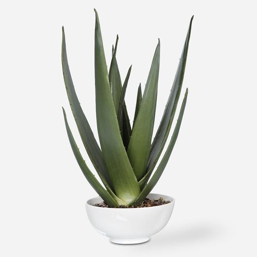 Evarado Aloe Planter by Uttermost