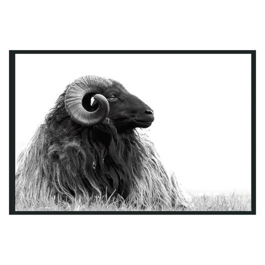 Horn Photography 48x72 by Classic Home