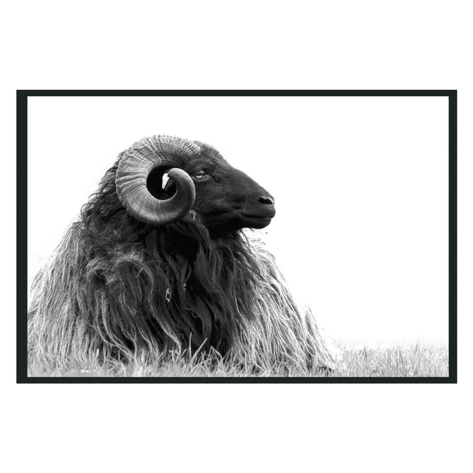 Horn Photography 48x72 by Classic Home