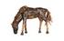 Mustang Horse Armored  Sculpture, Grazing, Natural Bronze Finish by Phillips Collection