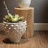Agave Wood Side Table by Jamie Young