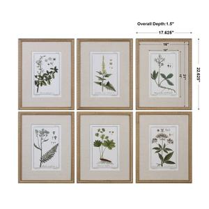 Green Floral Botanical Study Framed Prints by Uttermost