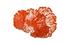 Flower Wall Art, Coral, Small by PHILLIPS COLLECTION