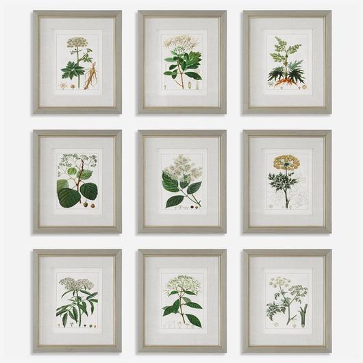 Antique Botanicals Framed Prints, S/9 by Uttermost