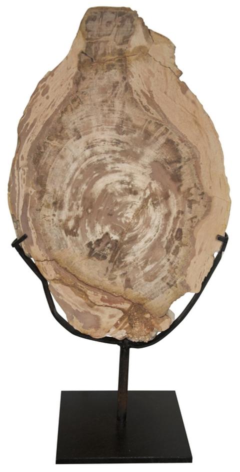 12" Wood Fossil Display on Matte Black Industrial Steel Stand by Noir Furniture