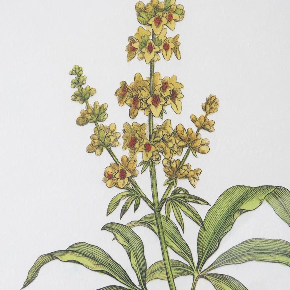 Wildflower Study Framed Prints, S/4 by Uttermost