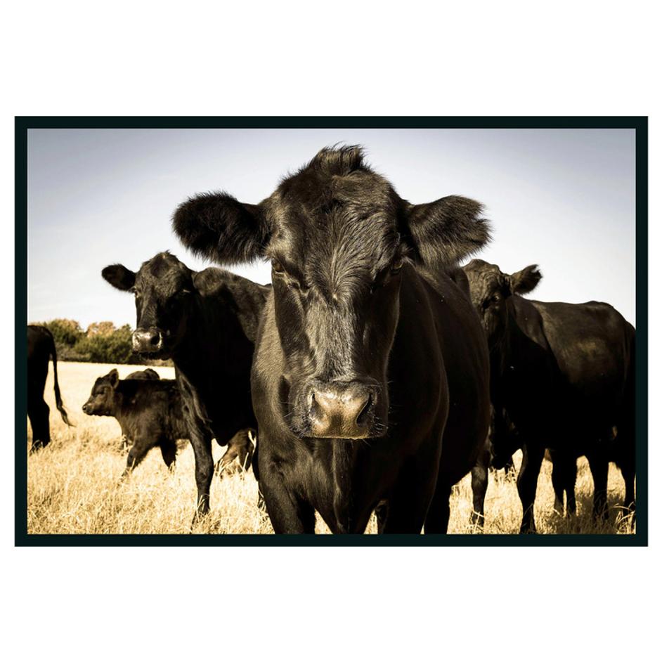 Cow Photography 48x72 by Classic Home