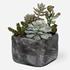 Alverio Succulents by Uttermost