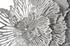 Flower Wall Art, Large, Gray, Metal by PHILLIPS COLLECTION