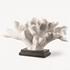 Blade Coral Statue by Uttermost