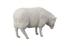 Sheep Sculpture, Gel Coat White by Phillips Collection