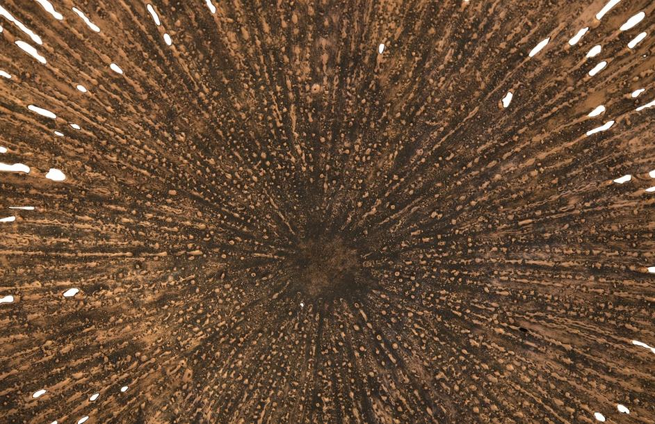 Lotus Wall Art, Copper/Black, Medium by PHILLIPS COLLECTION