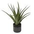 Tucson Aloe Planter by Uttermost