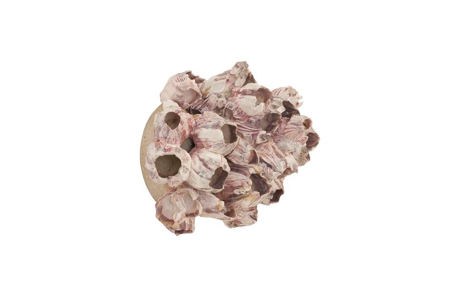 Barnacle Cluster Wall Art, Medium by PHILLIPS COLLECTION