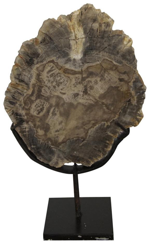 Fossil Wood Display, 8" with Matte Black Industrial Steel Stand by Noir Furniture