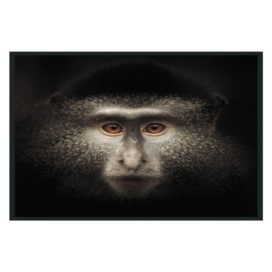 Monkey Photography 48x72 by Classic Home