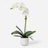 Cami White Orchid by Uttermost
