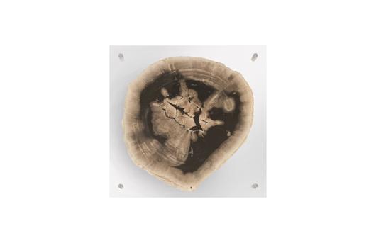 Floating Petrified Slice Wall Art, Assorted by PHILLIPS COLLECTION