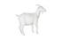 Goat, Off White by Phillips Collection