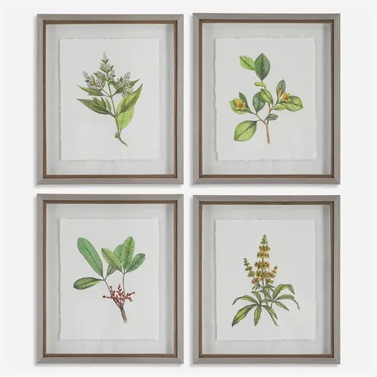Wildflower Study Framed Prints, S/4 by Uttermost