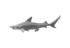 Black Tip Reef Shark, Polished Aluminum by PHILLIPS COLLECTION