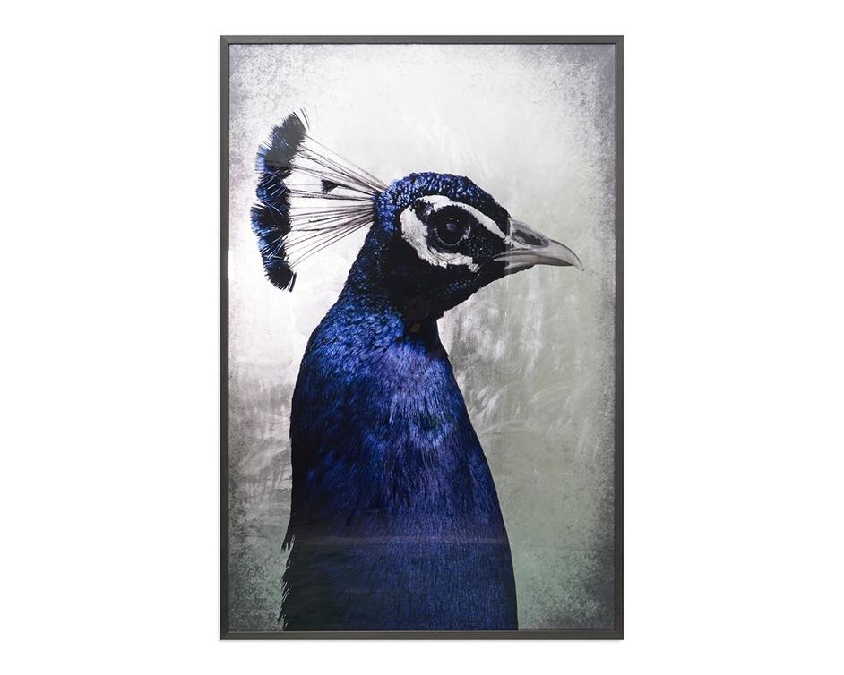 The Peacock - 48" X 72" - Charcoal Frame by Sunpan