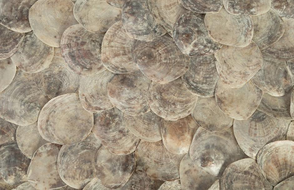 Shell Coffee Table, Glass Top, Ming Stainless Steel Legs by PHILLIPS COLLECTION