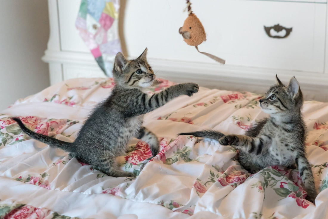 Memoky’s Ultimate Guide to Pets and Furniture