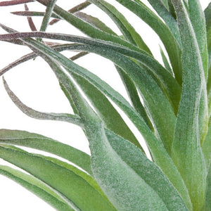 Ionantha Air Plant w/ Flocking
