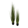 Potted Century Grass