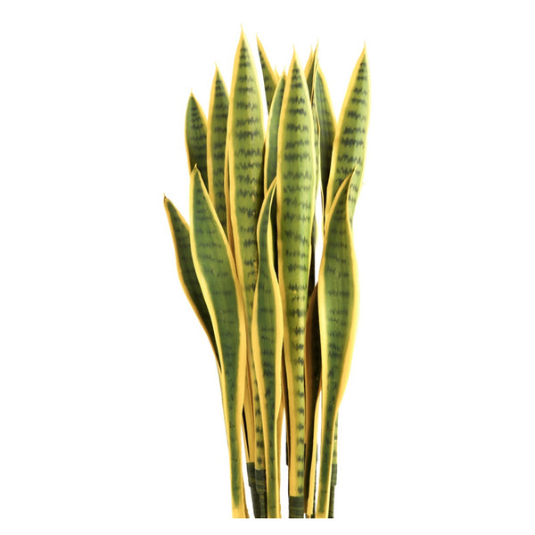 Sansevieria Plant Set Unpotted, Yellow/Green