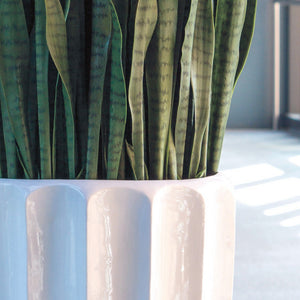 Sansevieria in Pia Planter