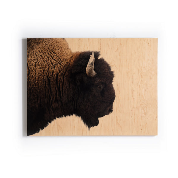 American Bison-Maple Box 60"x40"