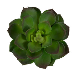 Mini Echeveria, 4"D green