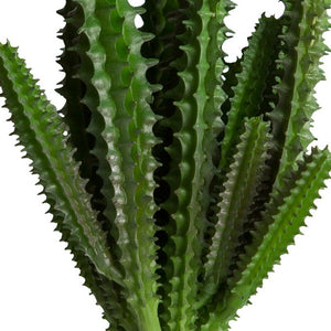 Stapelia
