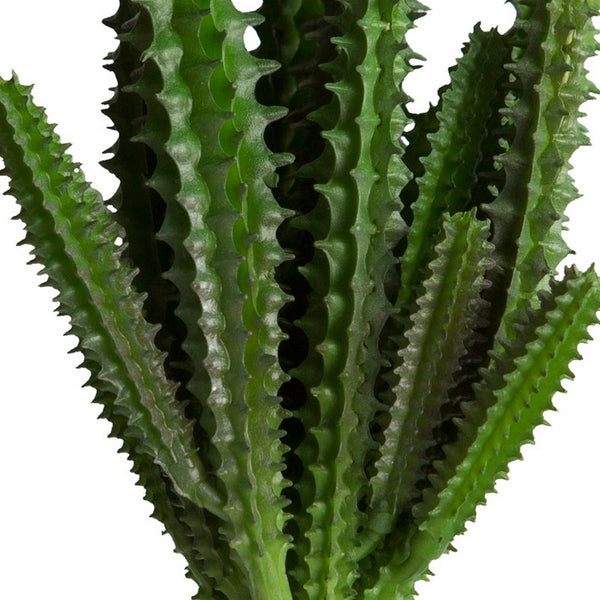 Stapelia