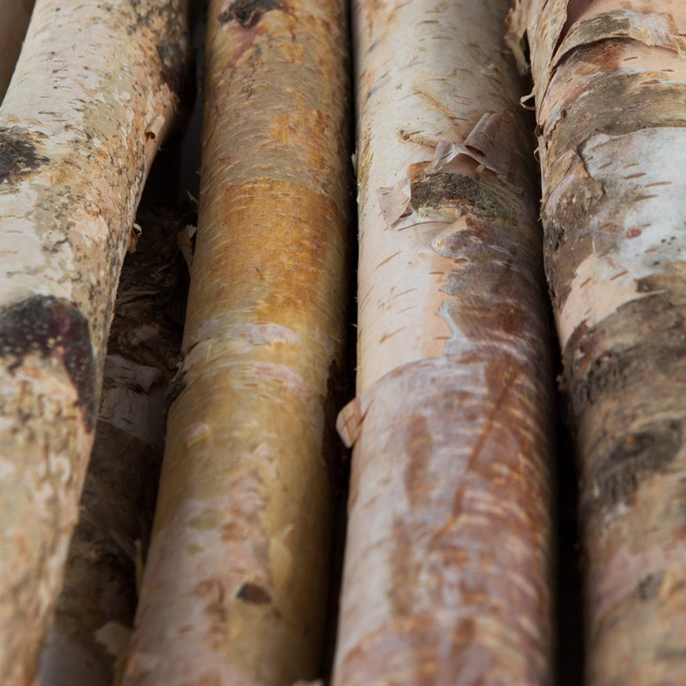 Natural Birch Branches
