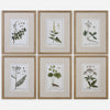Green Floral Botanical Study Framed Prints