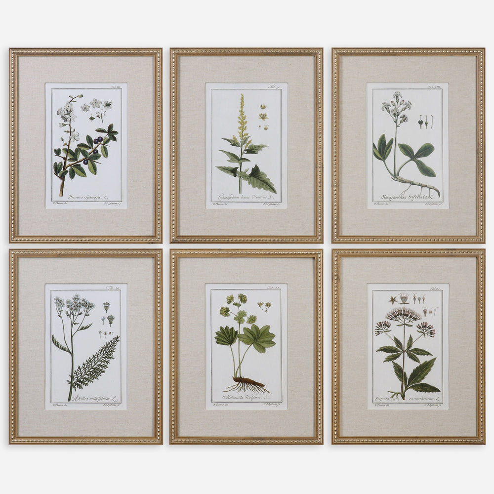 Green Floral Botanical Study Framed Prints