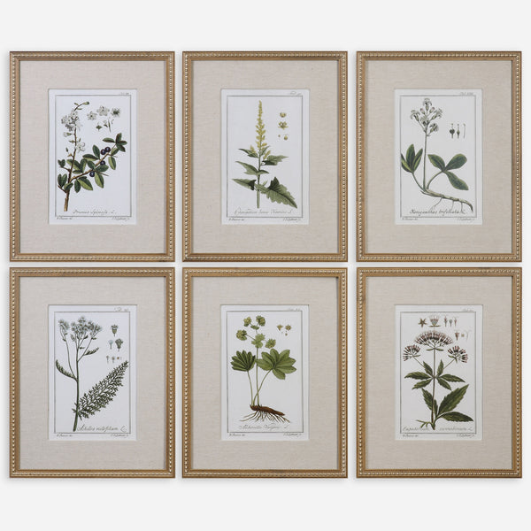 Green Floral Botanical Study Framed Prints