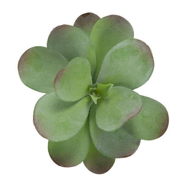 Dusty Paddle Kalanchoe