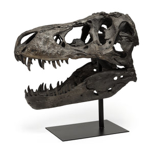 Lagrane 19L x 11W Brown Resin Tyrannosaurus T Rex Dinosaur Skull Replica