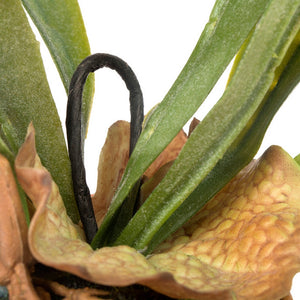 Staghorn Fern w/ Soil Ball