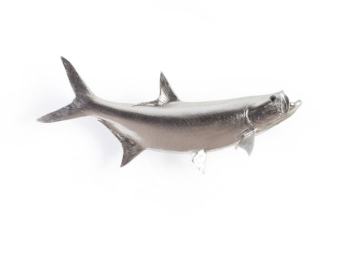 Tarpon Fish, Silver Leaf