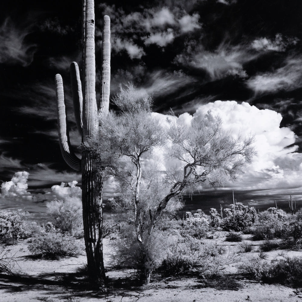 Sonoran Desert By Getty In Black 2.5 Maple